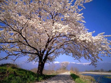 Le chemin de la vie ...